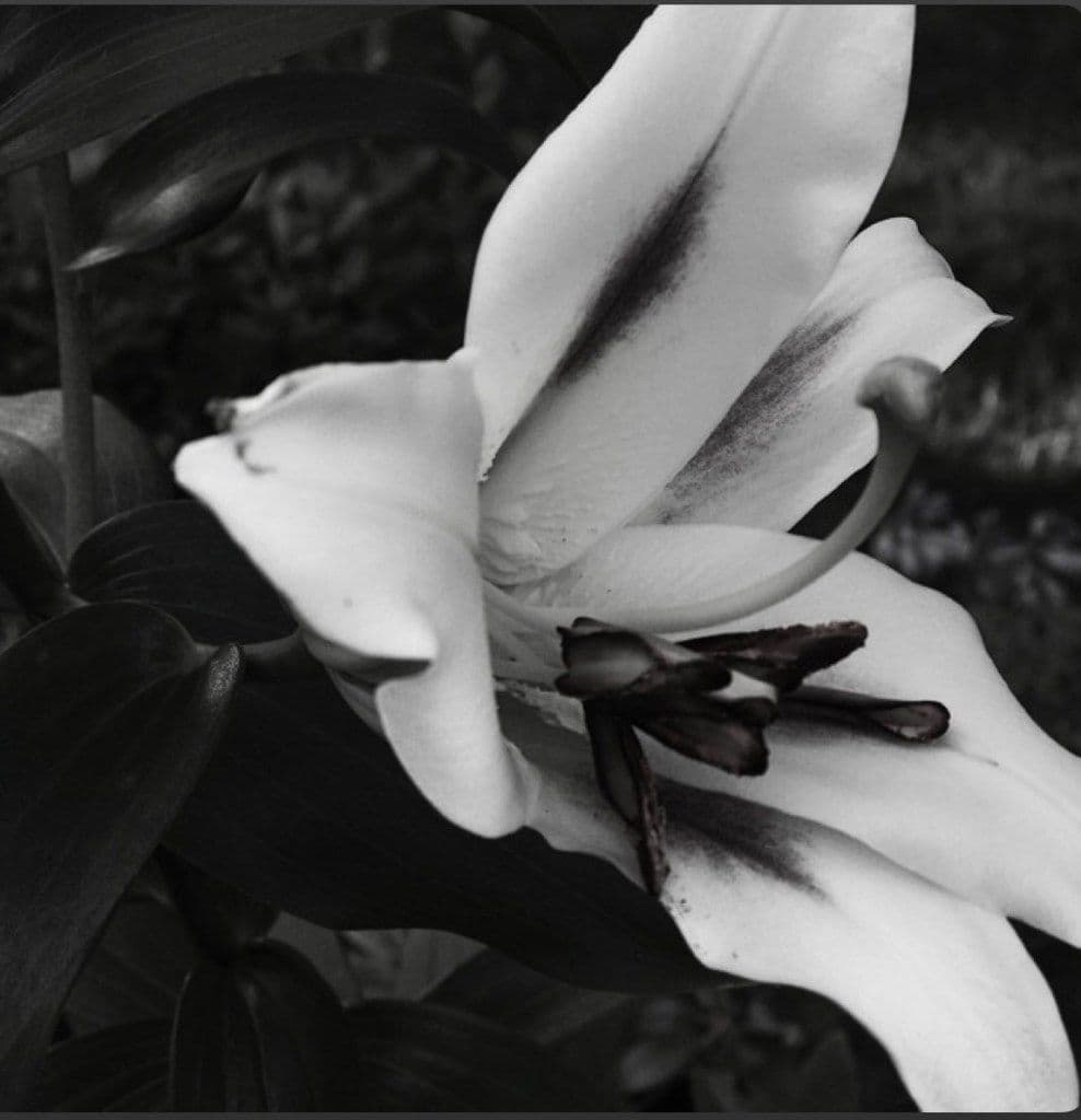 Cover art for Solider In A Garden
